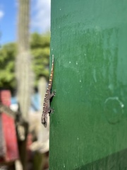 Phyllodactylus martini