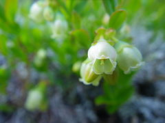 Vaccinium boreale