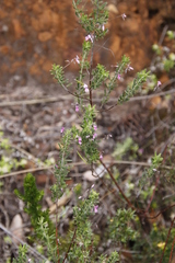 Indigofera filiformis