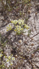 Dasispermum hispidum