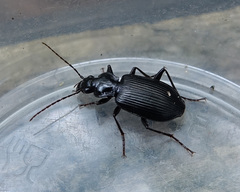 Limodromus