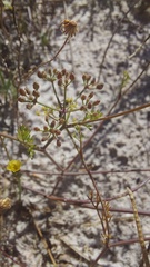 Dasispermum hispidum