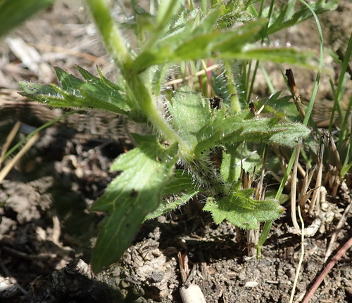 Image of Graderia scabra by no rights reserved