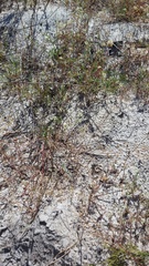 Dasispermum hispidum
