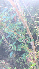 Coprosma ×cunninghamii