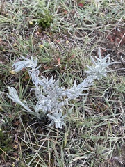 Senecio patagonicus