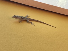 Anolis bonairensis