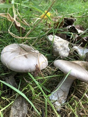 Clitocybe nebularis