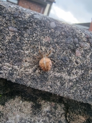 Araneus diadematus