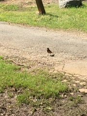 Turdus migratorius