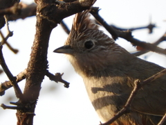 Rhinocrypta lanceolata