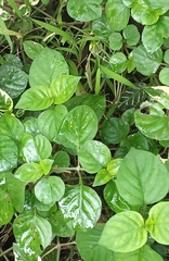 Asystasia gangetica