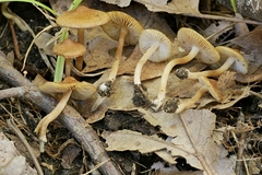 Inocybe microteroxantha