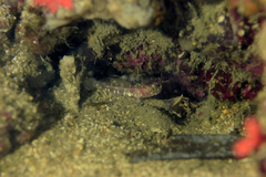 Vanneaugobius dollfusi