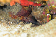 Vanneaugobius dollfusi