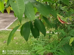 Cratoxylum cochinchinense