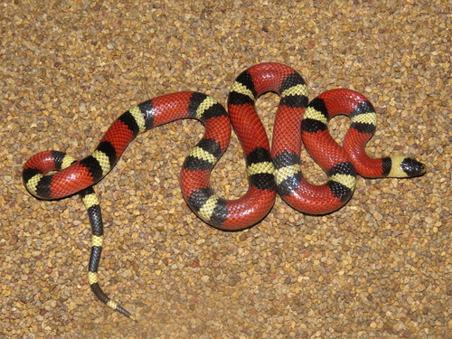 West Mexican Milksnake