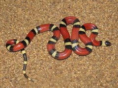 Atlantic Central American Milksnake photo 4