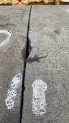 Tarentola mauritanica