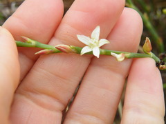 Oxygonum dregeanum