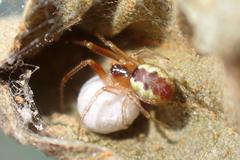 Anelosimus crassipes