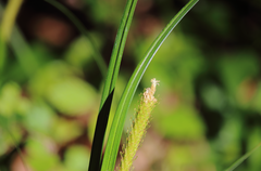 Carex phleoides