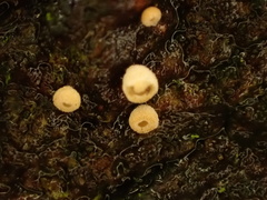 Cyphella ferruginea