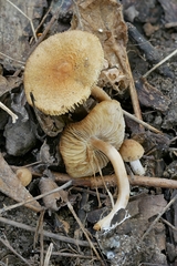 Inocybe microteroxantha