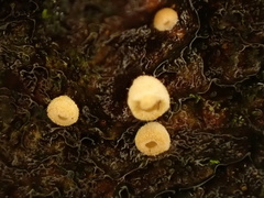 Cyphella ferruginea