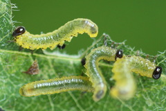 Pristiphora geniculata