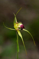Caladenia infundibularis