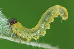 Pristiphora geniculata