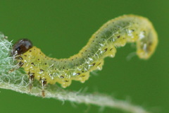 Pristiphora geniculata