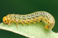 Pristiphora geniculata