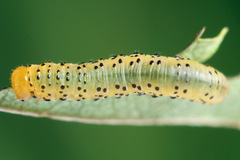 Pristiphora geniculata