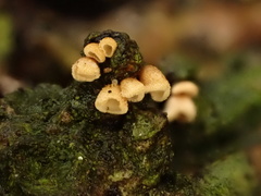 Cyphella ferruginea