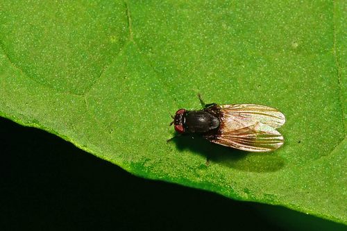 Minettia longipennis, Enschede-Noord, Enschede, Nederland, photo 9 of 10