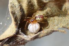 Anelosimus crassipes