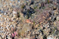 Parablennius tentacularis