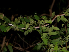 Dendrelaphis subocularis