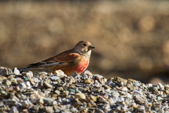 Linaria cannabina cannabina