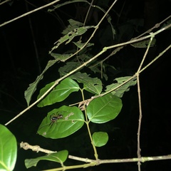 Corinninae
