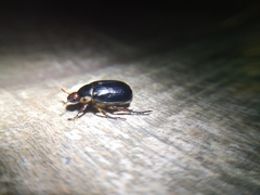 Paranomala inconstans