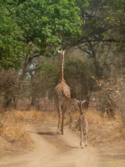 Giraffa camelopardalis thornicrofti