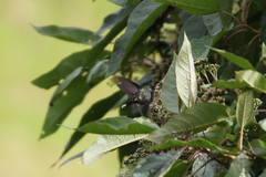 Ramphomicron microrhynchum