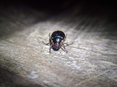 Paranomala inconstans