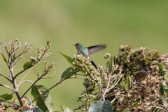 Ramphomicron microrhynchum