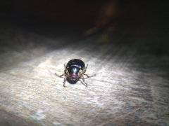 Paranomala inconstans