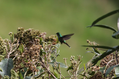 Ramphomicron microrhynchum