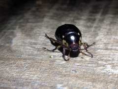 Paranomala inconstans